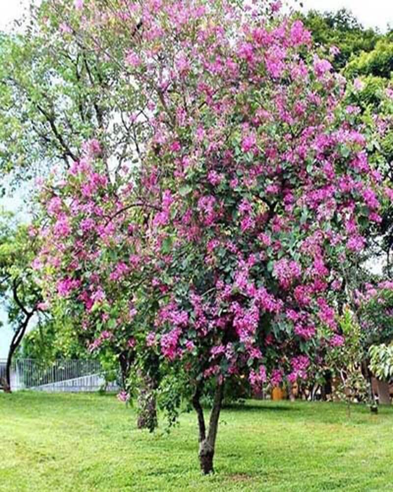ỦY BAN NHÂN DÂN XÃ TẢN LĨNH TIẾP TỤC HƯỞNG ỨNG CUỘC THI XÂY DỰNG VÀ GIỮ GÌN THÔN, NGÕ, XÓM, SÁNG, XANH, SẠCH, ĐẸP VÀ AN TOÀN NĂM 2024